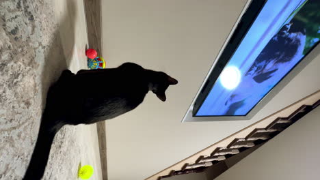 beautiful black cat sits on the carpet looking attentively on the tv screen. pet follows everything on tv. vertical screen.