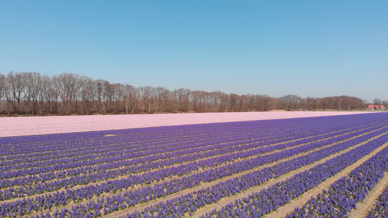 volar sobre campos de flores holandeses con hyacinthus orientalis en crecimiento en los países bajos