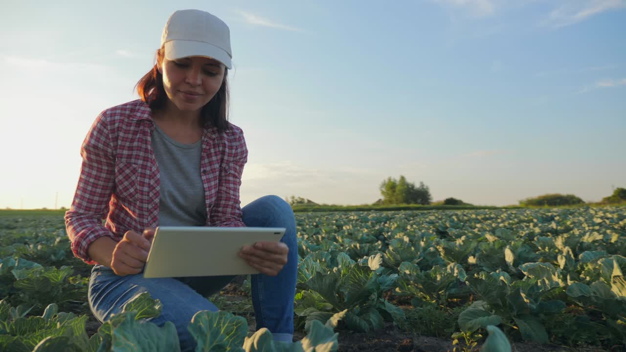 mujer trabajando en el campo de repollo