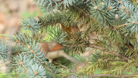 Weinkehl-Papageienschnabel-Springt-Auf-Eine-Kleine-Kiefer-Und-Sucht-Nach-Pignoli-Nüssen