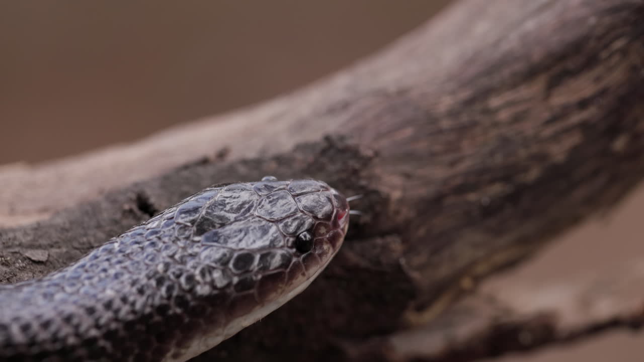 Close-up of a Snake's Head Flicking its Tongue