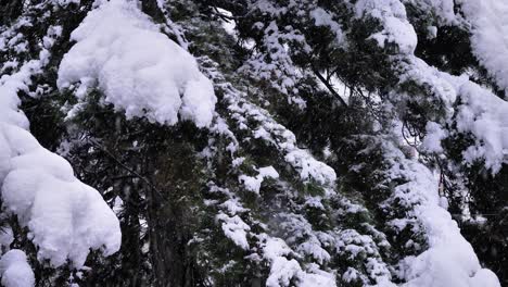detalle de cerca de la nieve que cae en un árbol en guardiagrele, abruzzo, italia