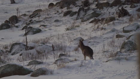 Australien-Snowy-Kangroo-Blizzard-Lake-Jindy-Mountains-Roos-Wunderschönes-Tier-Atemberaubend-Von-Taylor-Brant-Film