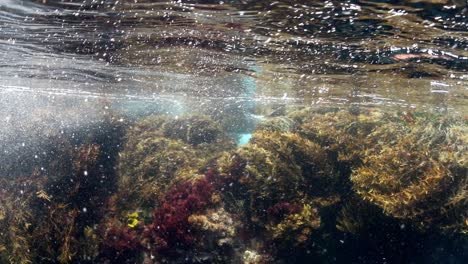 Zeitlupenbewegung-Von-Strömung-Und-Gezeiten-Unter-Wasser,-Die-Kelp-Bewirken