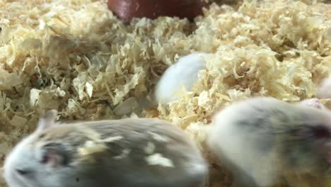 ratón o ratón lindo en el suelo en una caja para la venta
