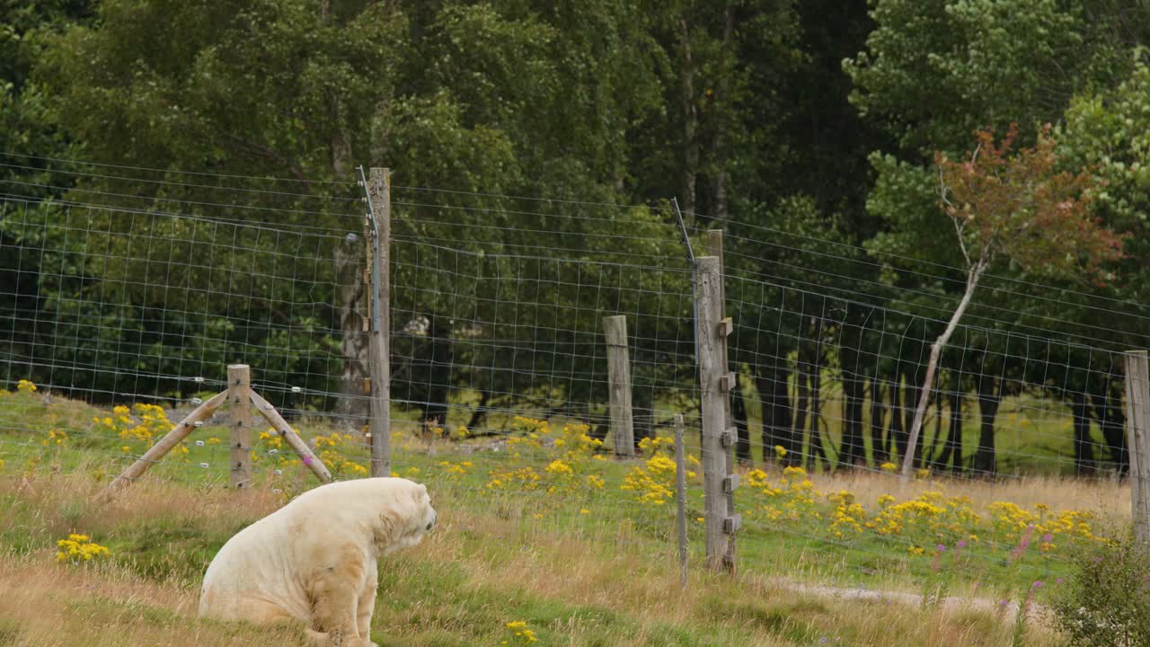 Polar bear sits and shifts position in grassy, fenced reserve under soft natural daylight