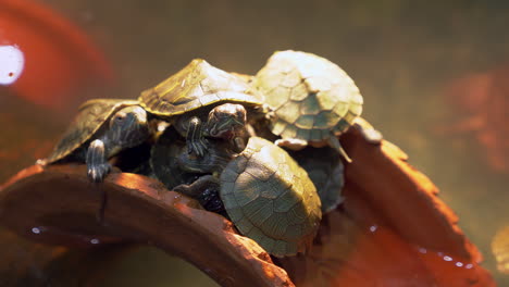 Ein-Ballen-Schildkröten,-Die-Auf-Einer-Künstlichen-Lehmbrücke-Zusammengedrängt-Sind-Und-In-Einem-Aquarium-In-Einem-Zoo-In-Bangkok,-Thailand,-Ausgestellt-Sind