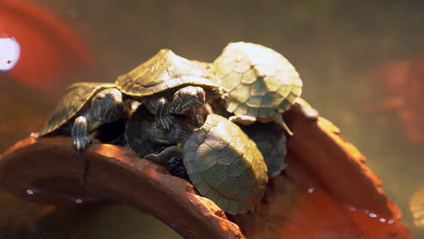 A-bale-of-turtles-huddled-together-on-a-man-made-clay-bridge,-on-display-inside-an-aquarium-in-a-zoo-in-Bangkok,-Thailand