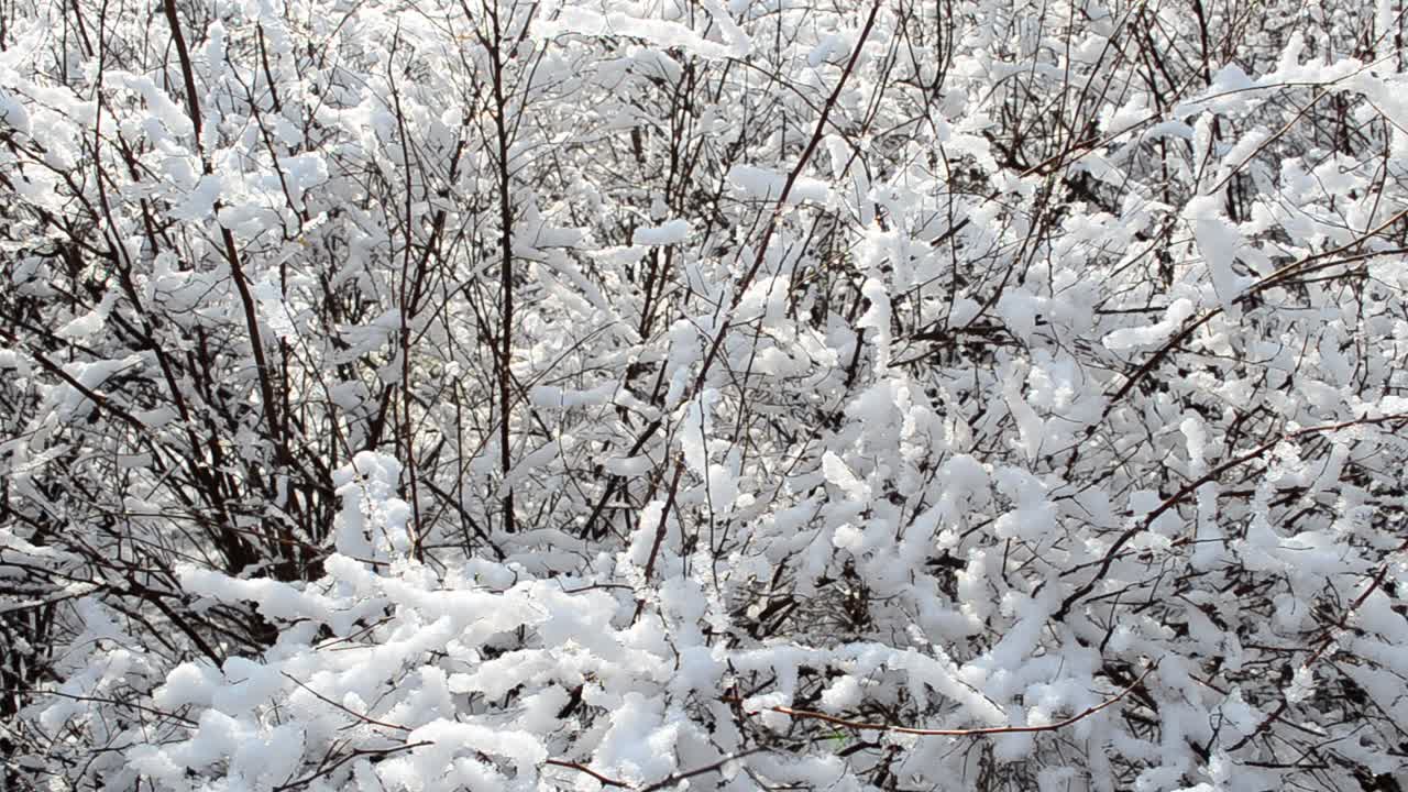 Parco in inverno. Paesaggio invernale.