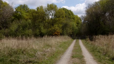 spring woodland track with tree to the side