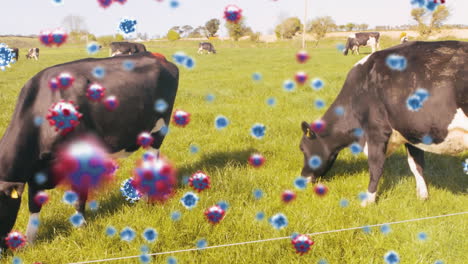 células de covid-19 contra las vacas que comen hierba