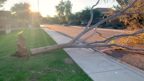 pan de árbol pequeño caído tirado en la acera y en y al otro lado de la calle en un bonito barrio residencial, panorámica de izquierda a derecha