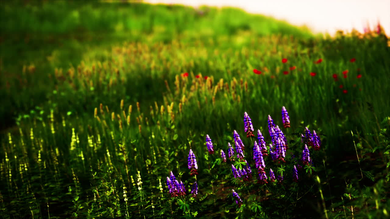 campo verde fresco y cielo azul en primavera