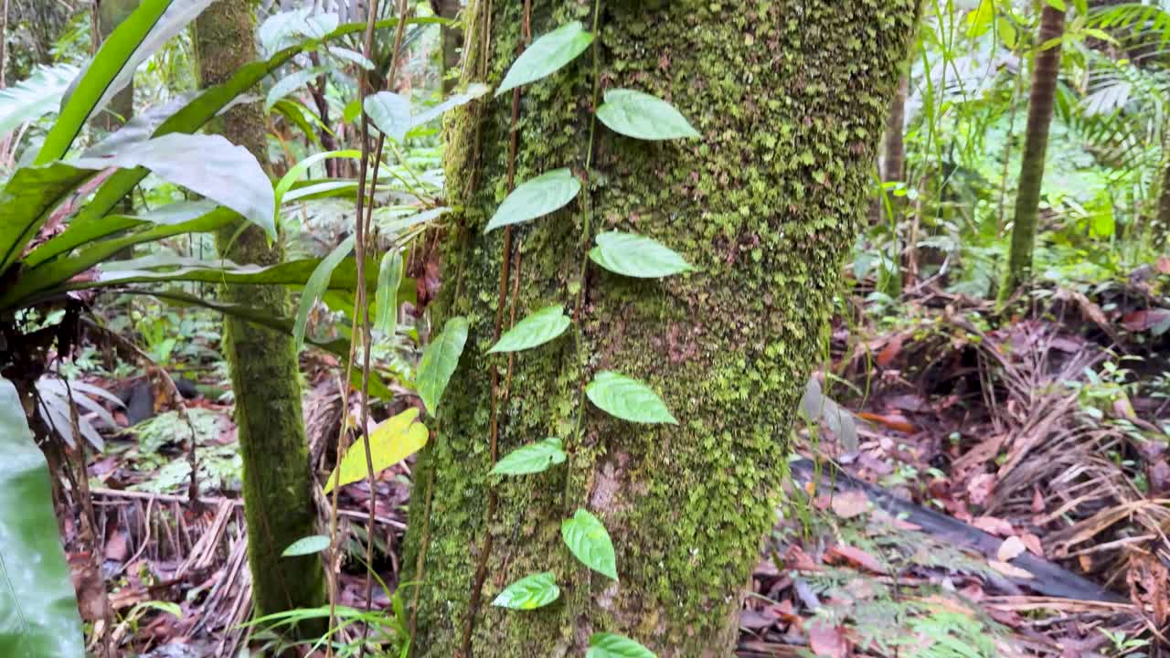 A slow upward tilt reveals a moss-covered tree trunk with climbing vines in Palau's rainforest