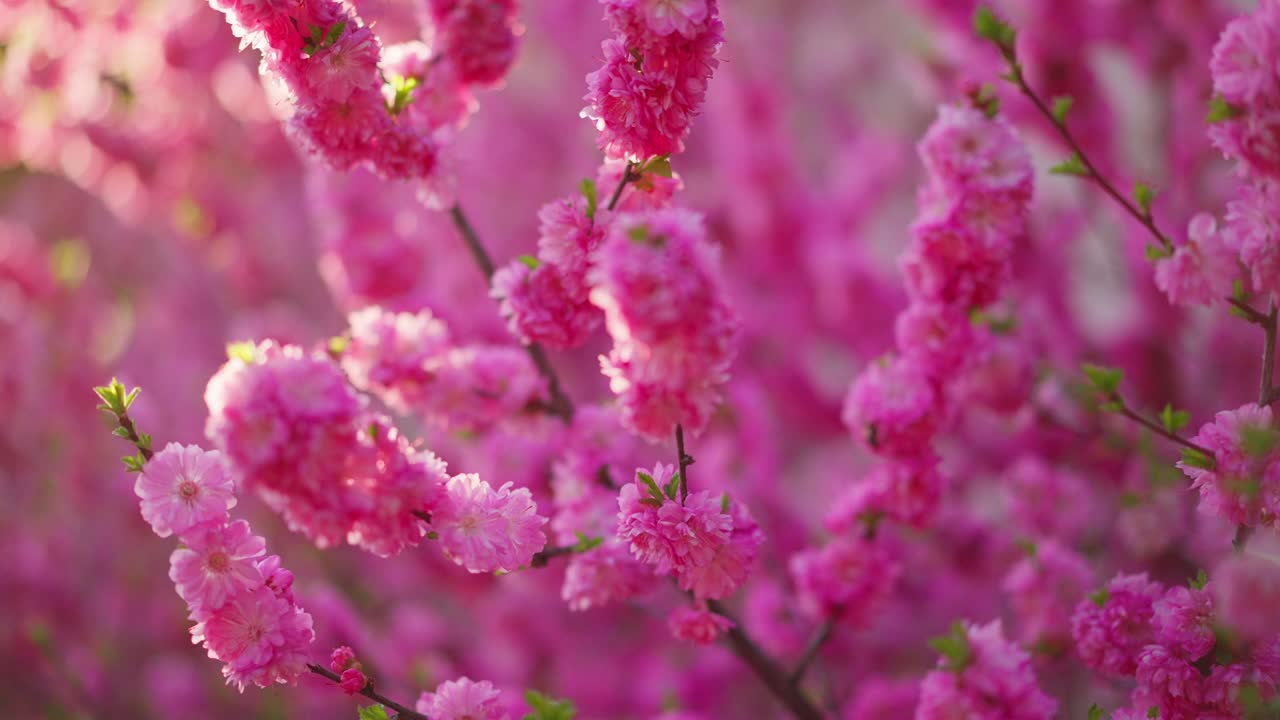 Bright pink blossoms fill frame with soft focus background. Delicate petals cluster on slender branches. Gentle spring light enhances floral hues. Ideal for seasonal themes or romantic visuals