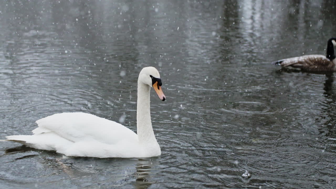 una escena de un río donde los copos de nieve aterrizan suavemente sobre los pájaros