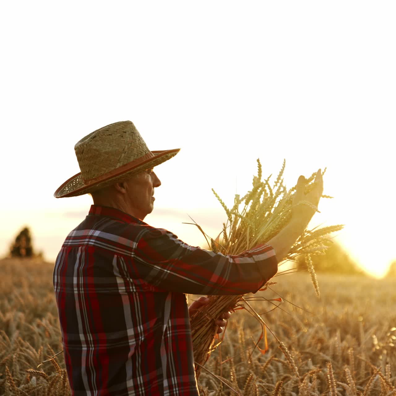 Old farmer in a straw hat holding a bunch of ripe wheat. Setting sun is seen through the spikelets in bouquet. Man caressing the ears of corn in his hands