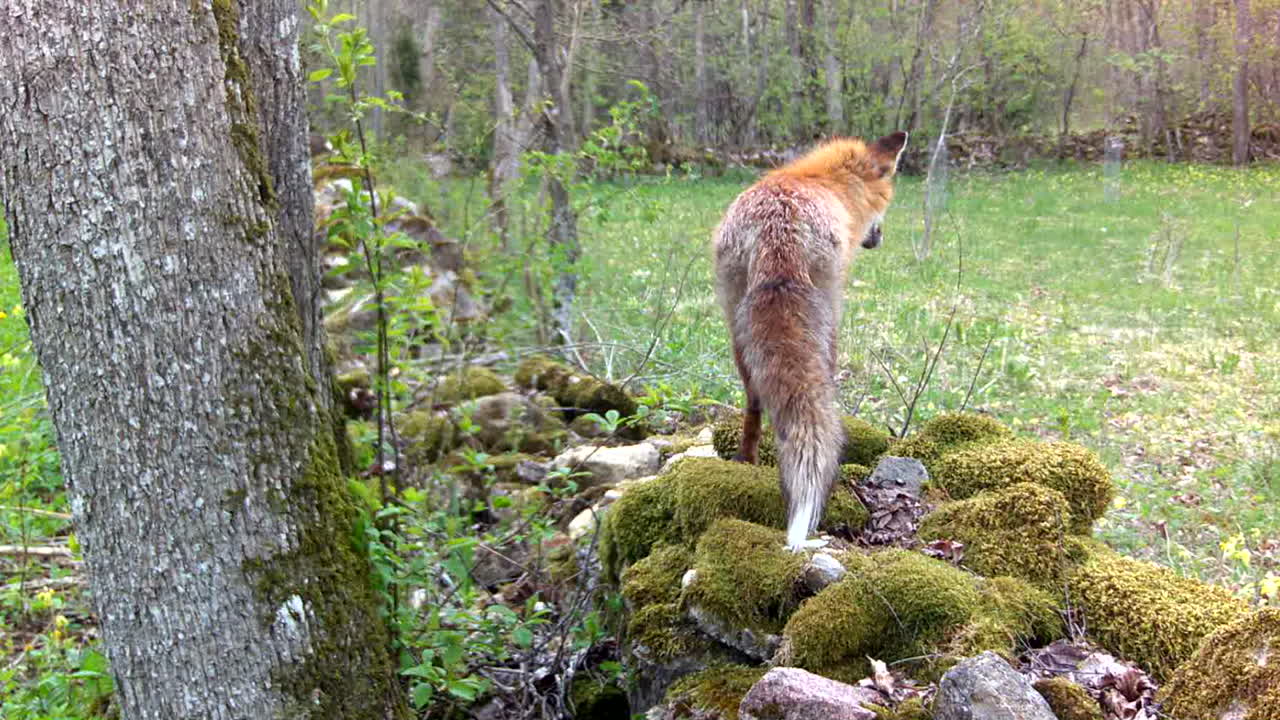 Red fox (Vulpes vulpes) on a moss-covered stone fence. Estonia