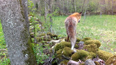 red fox (vulpes vulpes) on a moss-covered stone fence. estonia
