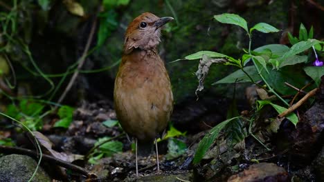 La-Pitta-De-Nuca-Oxidada-Es-Un-Ave-Confiada-Que-Se-Encuentra-En-Hábitats-De-Bosques-Montañosos-De-Gran-Altura,-Hay-Muchos-Lugares-En-Tailandia-Para-Encontrar-Esta-Ave