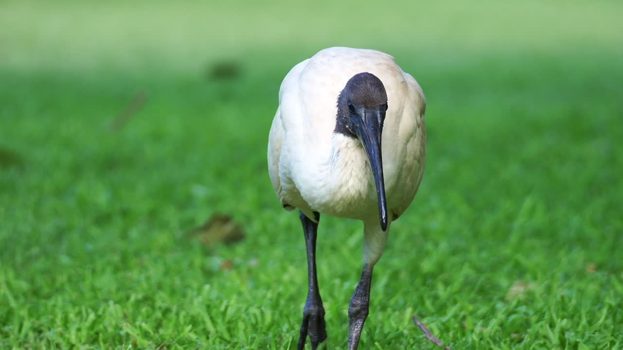 An Australian white ibis walking and foraging on the grassy lawn in an urban park on a sunny day