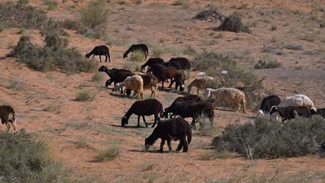 las ovejas najdi, nativas de la región de najd de la península arábiga, pastan en el desierto