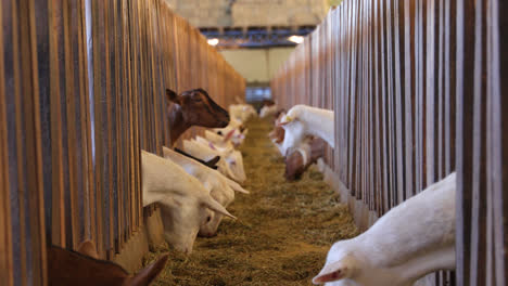 close up of goats in corral feeding