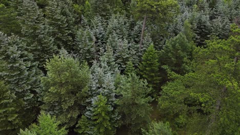 imágenes aéreas de un hermoso bosque verde salvaje, volando hacia adelante