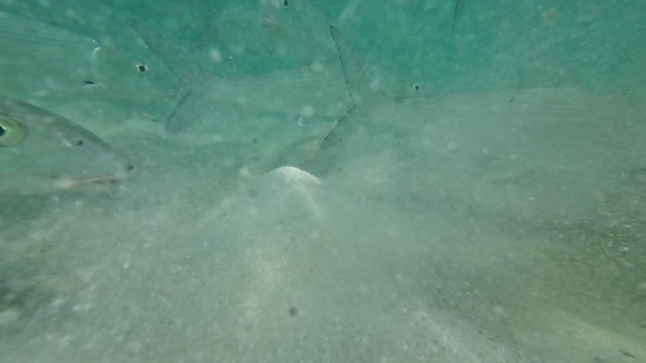 물고기가 고 푸른 물에서 모래 바닥 근처에서 물 에서 헤엄치고 있습니다.