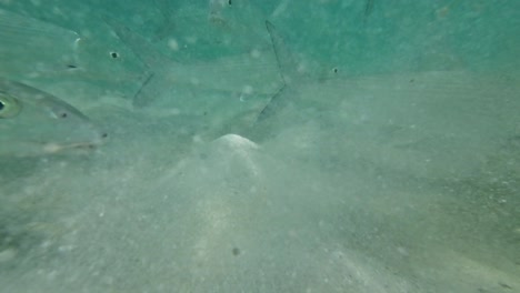 bonefish swimming underwater near the sandy seabed in clear, turquoise waters