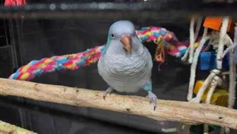 Adorable-Blue-Monk-Parakeet-scratches-head-from-perch-in-bird-cage