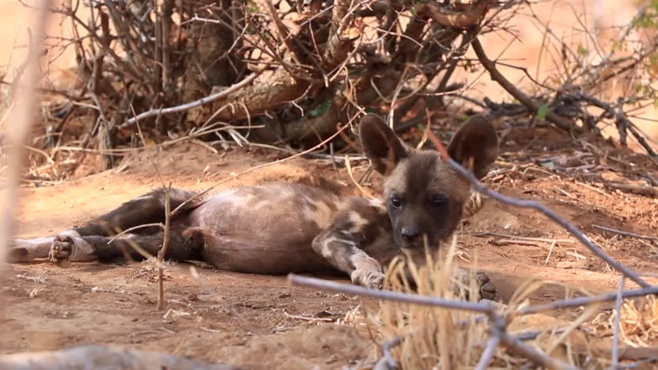 Adorabile cucciolo di licaone si distende sulla calda sabbia di Madikwe