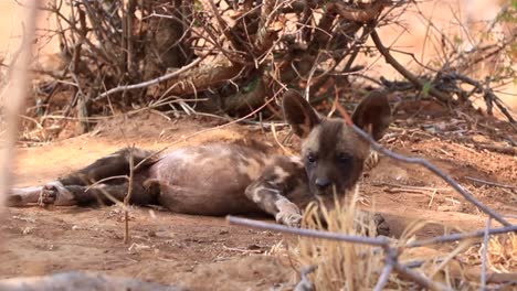 cute african wild dog pup stretches out on the warm madikwe sand