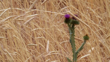 bee at purple milkthistle bloom to pollinate flower in golden grass