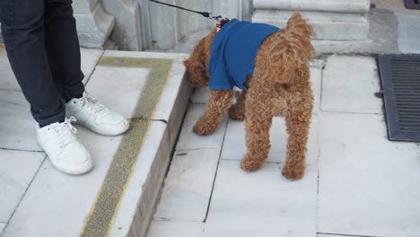 a person walking a brown poodle in blue clothing down the street