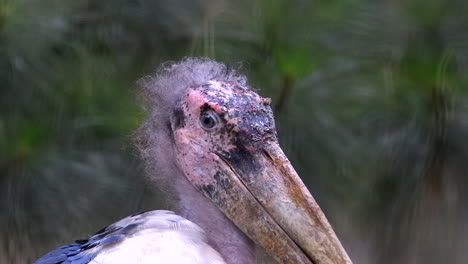 the look of a marabou stork head and beak - close up