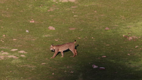 lince ibérico sentado y luego caminando frente a la cámara fuera del marco con buena luz