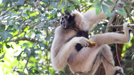 gibón disfrutando de la comida en un árbol