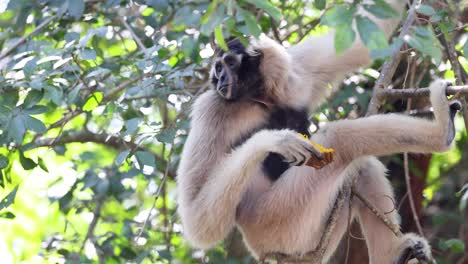 gibbon enjoying food in a tree