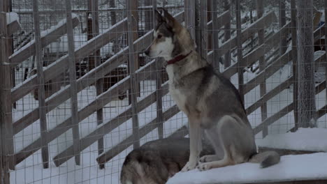 Sledge-dog-sitting-on-the-kennel-in-outdoor-cage