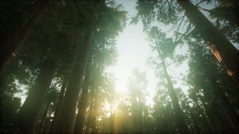 paisaje de puesta de sol brumosa del bosque de secuoya