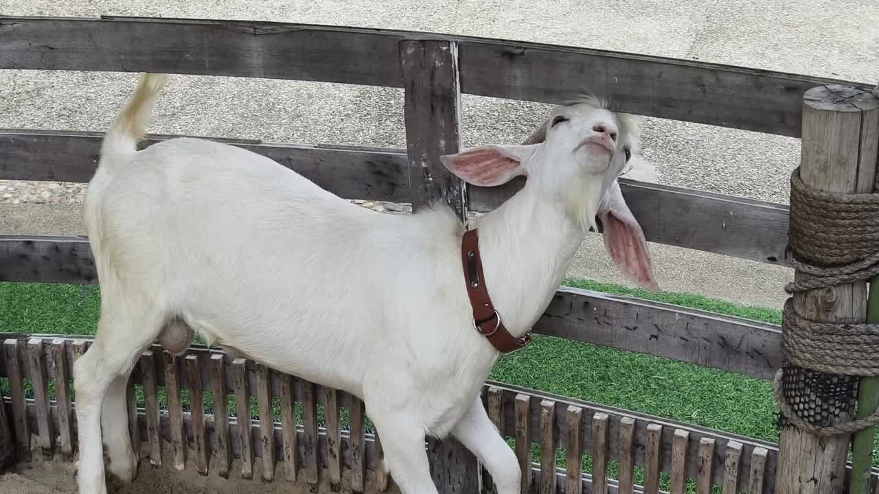 나무로 만든 창고 에 있는  염소