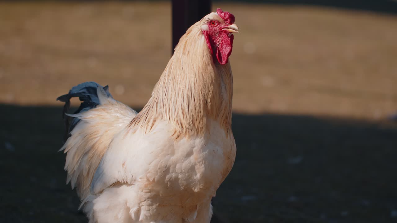 Freerange one big white domestic rooster chicken on a small rural eco farm hen looking at camera