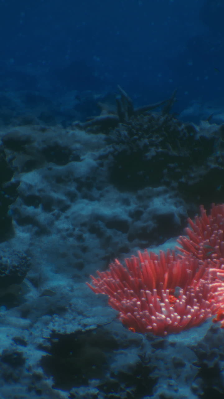 Formazioni coralline colorate che prosperano sott'acqua in un vivace ecosistema marino