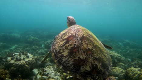 philippines - a beautiful sea turtle swimming to the surface to breathe - marine life - underwater blue dreamland - close up