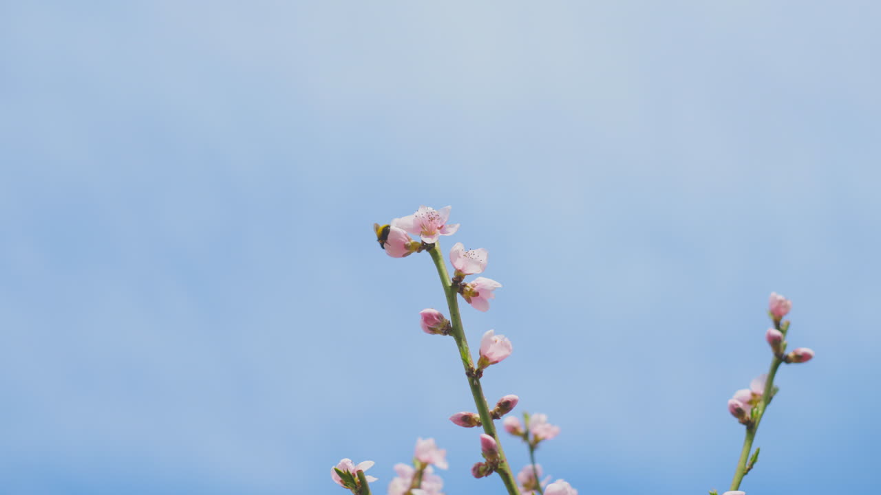 Peach Blossoms with Bee
