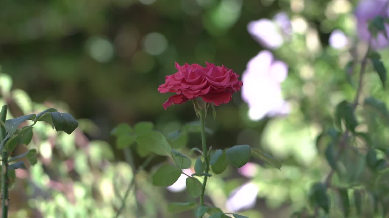 rosa roja que va con el viento
