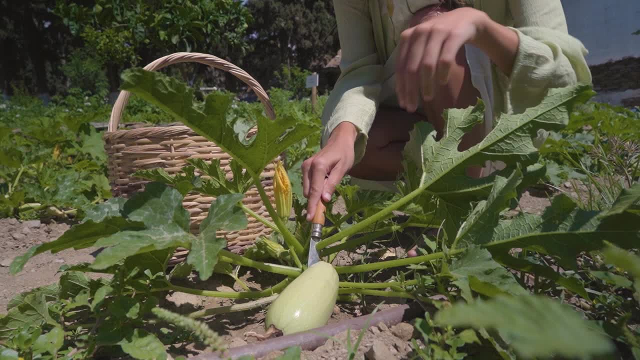 Young Woman Harvesting Zucchini Courgette Vegetable, Closeup Slowmotion