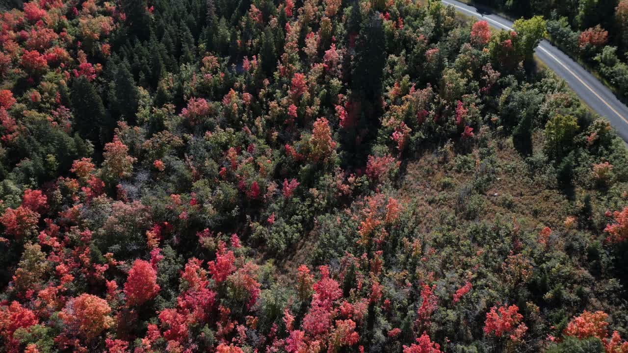 una vista panorámica del hermoso bosque cerca de kyhv peak, utah, que muestra impresionantes colores de otoño en tonos de rojo auburn y verde, con un camino sinuoso