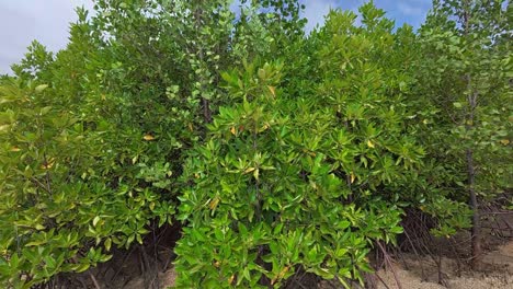 a tropical mangrove forest along a coastal shoreline, home to diverse wildlife and a natural barrier against coastal erosion.